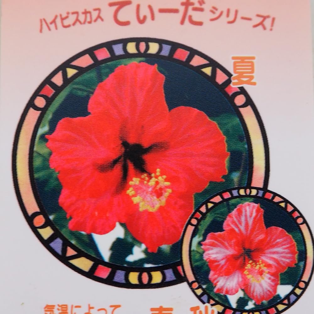 【ハイビスカス様限定①テーブル大】 Amazon.co.jp: ITANSE ハイビスカス てぃーだシリーズ レッド